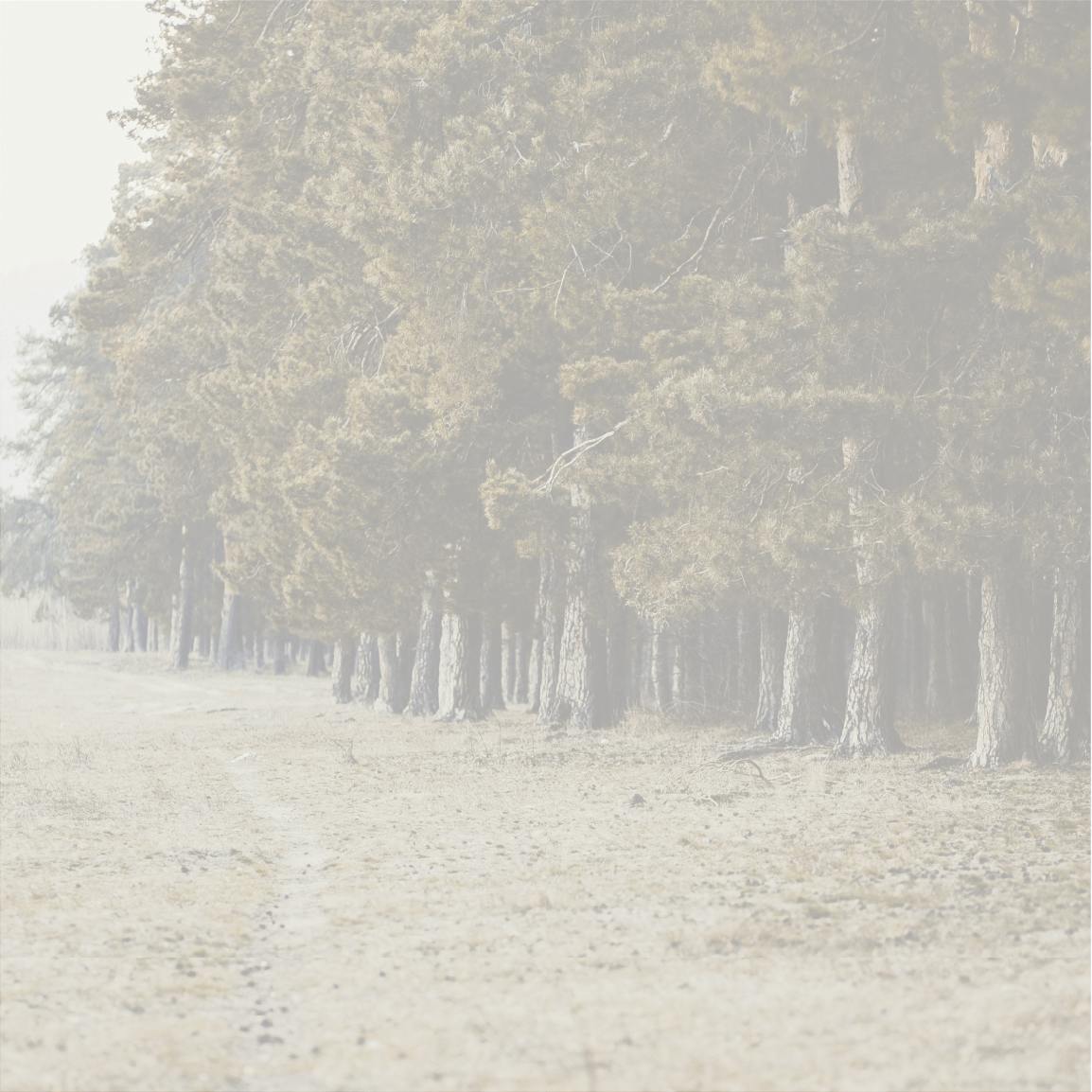 Plain Thumbnail 2.jpg